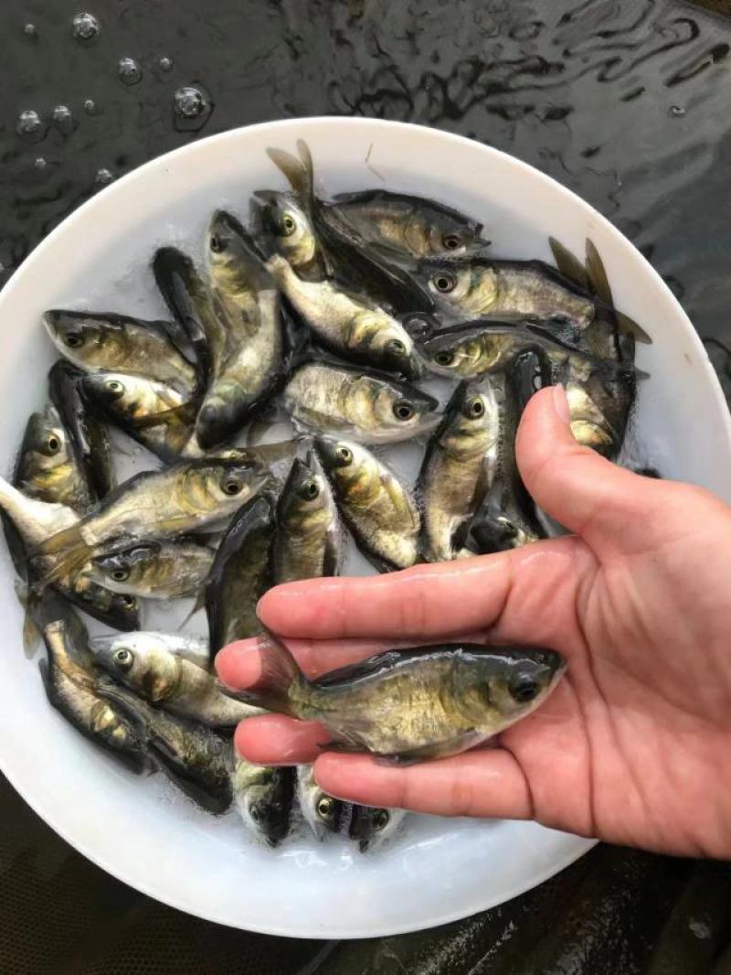 花鲢苗
